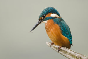 kingfisher_print_79_293-1