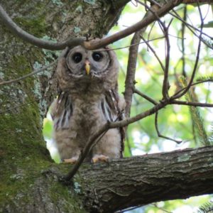 Owlet