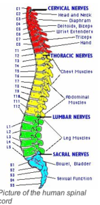 Human spinal cord